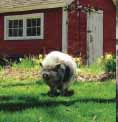 adopted_rescue_pig_featured_in_wiscon_humane_society_calendar