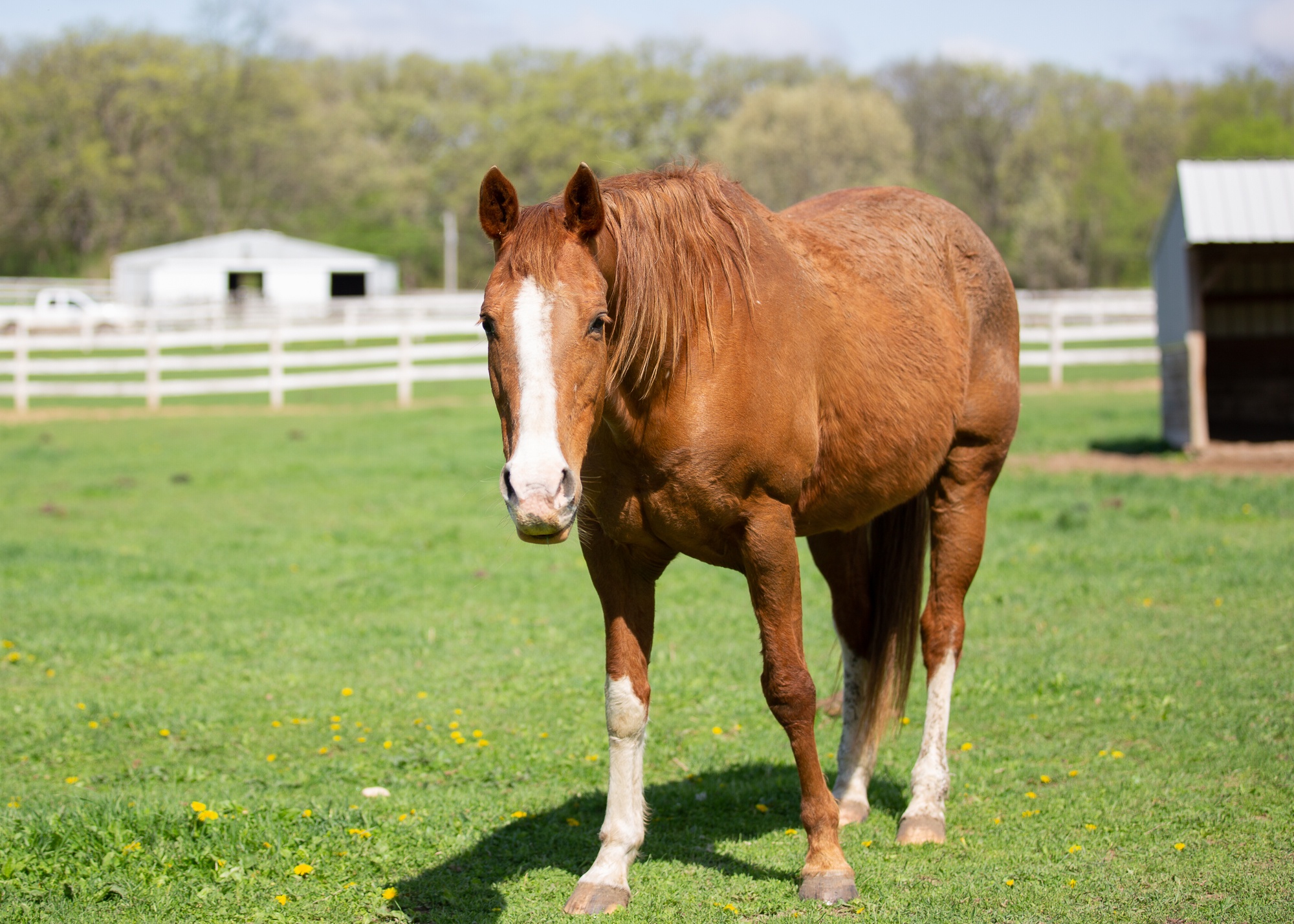 pippi- quarab-mare-horse-available-for-adoption