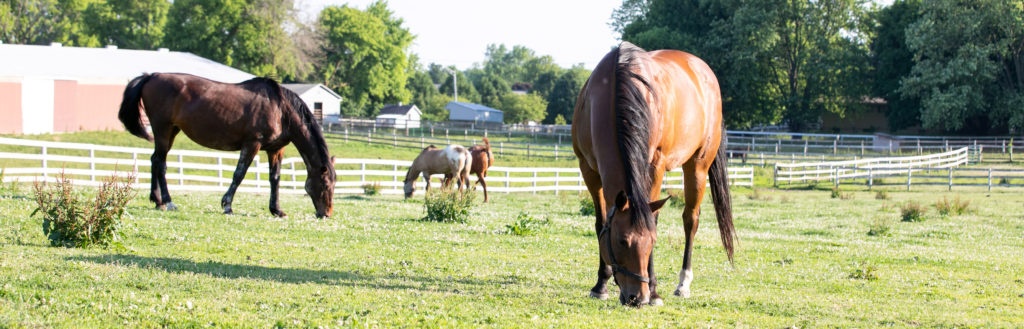 memorial_and_honorarium_donations_help_protect_hooved_animals_horses_grazing_on_the_hahs_farm_after_rescue_rehabilitation