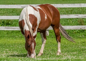 sonny-adoptable-paint-horse