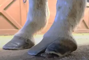 hoof