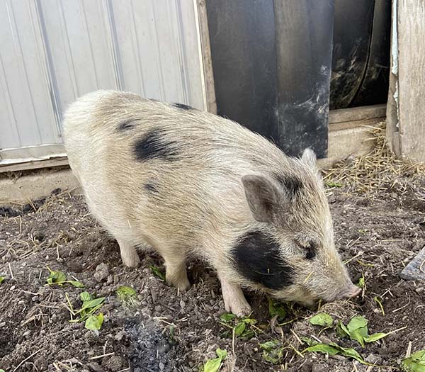 buttercup_juliana_pig_available_for_adoption