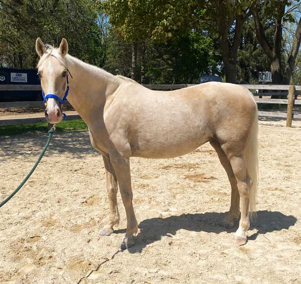 dove_palomino_saddlebred_mare_available_for_adoption_rideable_horse