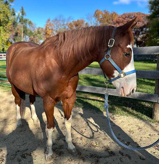 Maya_chestnut_paint_mare_rescue_horse_adoptable_horse_chicago_area_HAHS