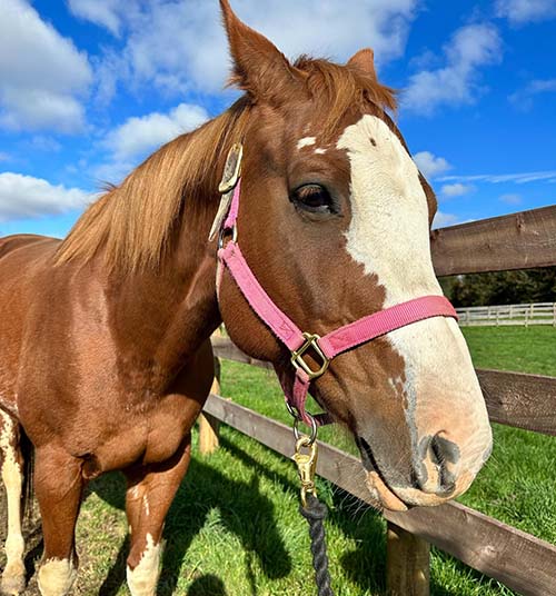 moonlight_registered_paint_mare_adoptable_rescue_horse