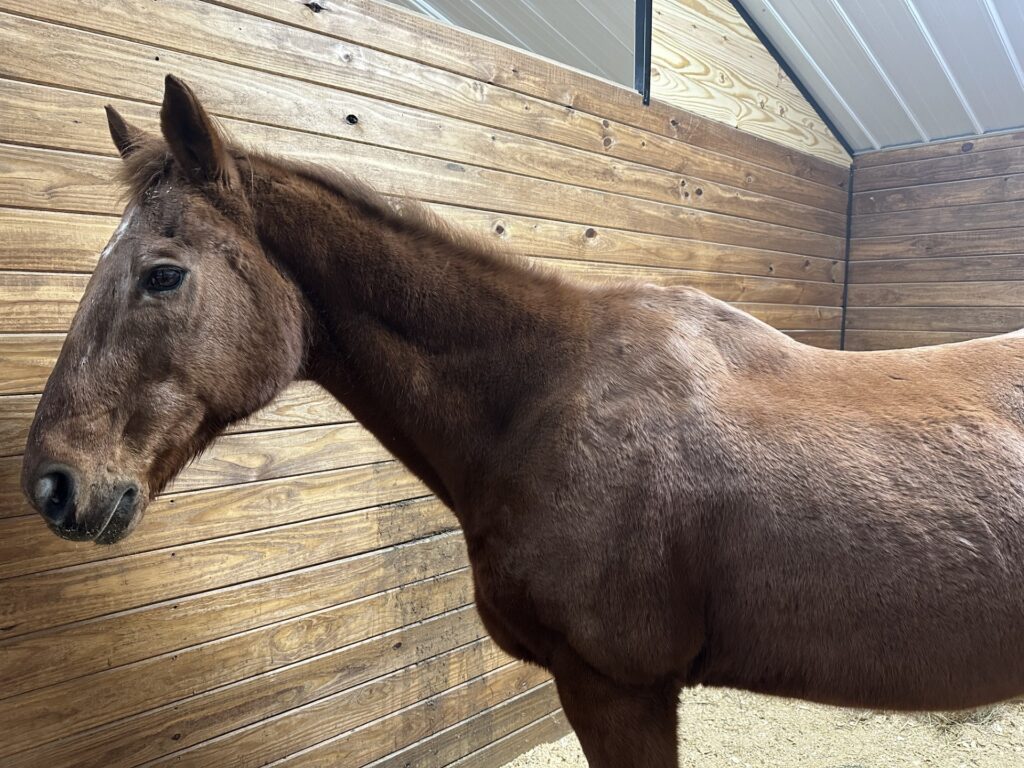 Photo depicts a handsome chestnut gelding, age thirty three.