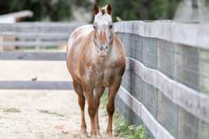 sweet_potato_appaloosa_horse