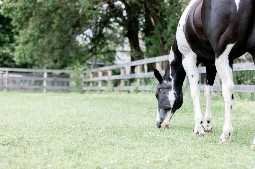 black_and_white_paint_horse_grazing