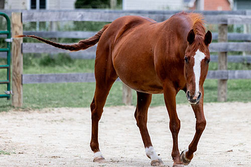 chestnut_horse_walking