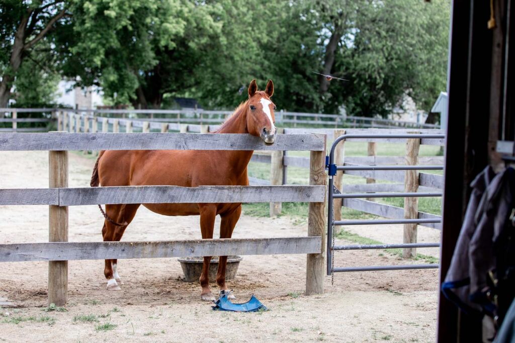 chestnut_horse_standing_at_fence