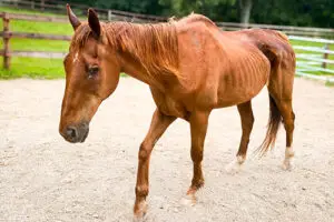 emaciated_chestnut_horse