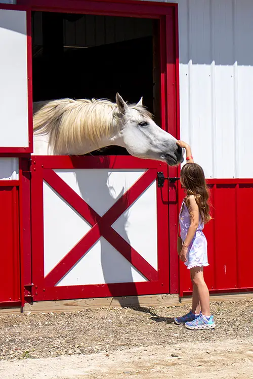 grey_horse_and_child