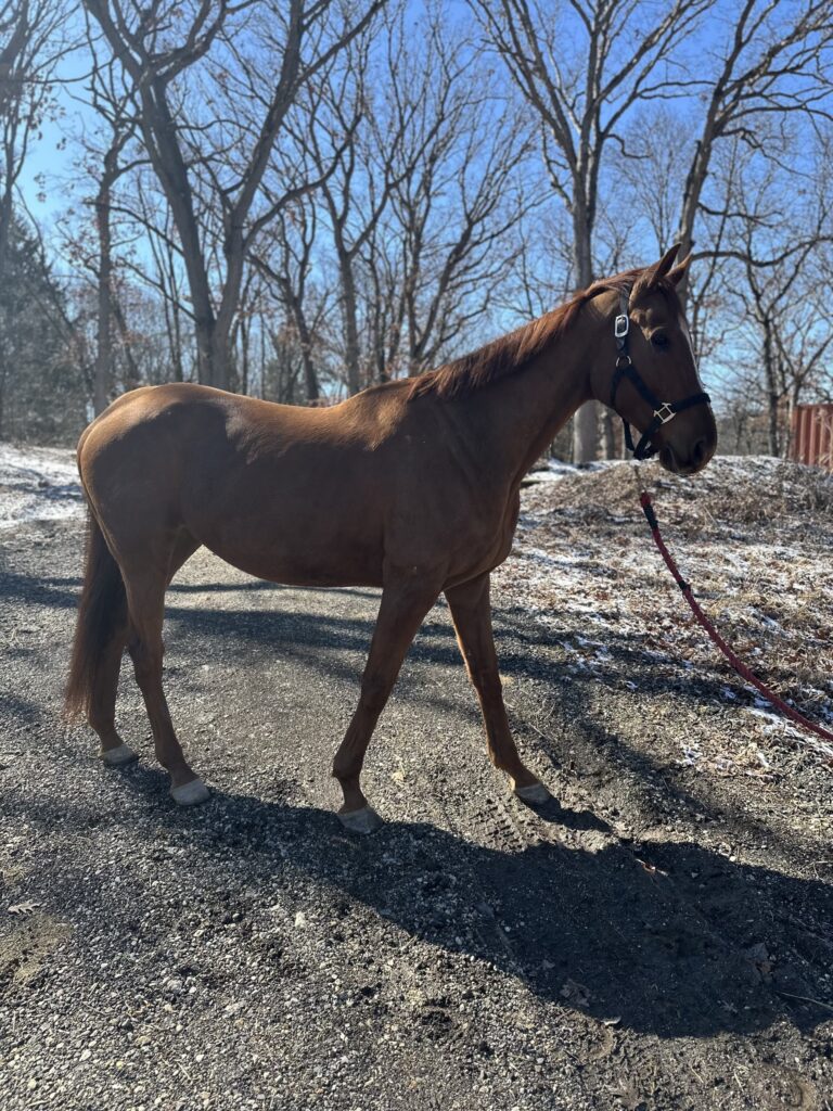 Image depicts a chestnut gelding.