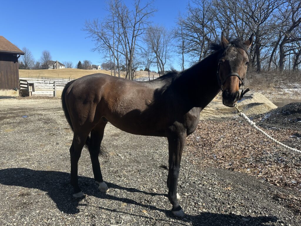 Image depicts a bay gelding.