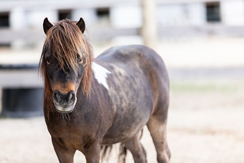 gabby-mini-pony