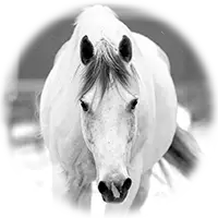 grey-Horse-black-and-white-photo