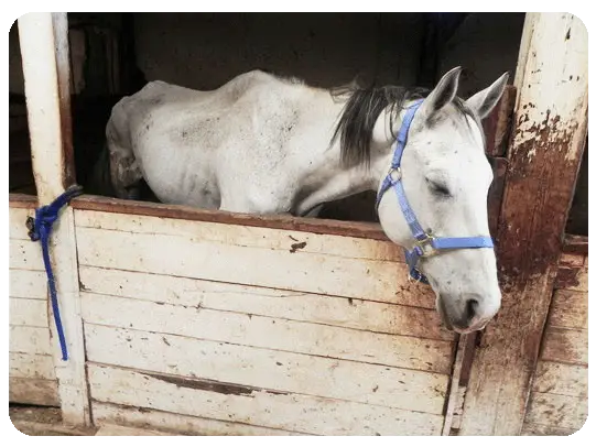 neglected_abused_horse