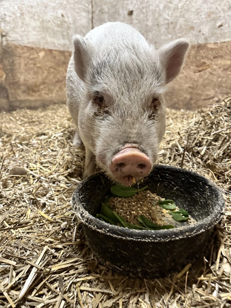 This image depicts a small potbelly pig eating fresh vegetables out of his food dish.