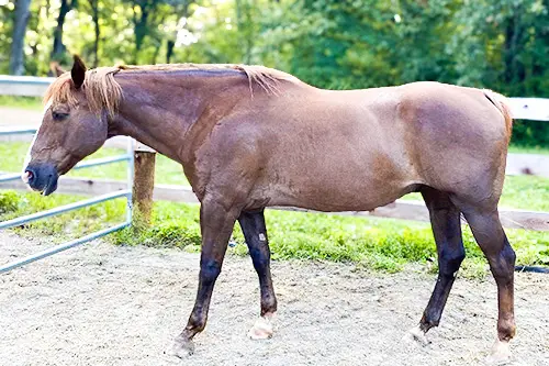 flaxen_chestnut_horse_bo