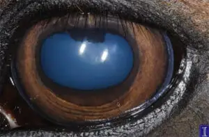 equine-eye