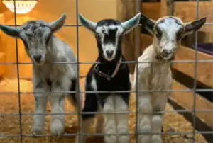 baby_goats