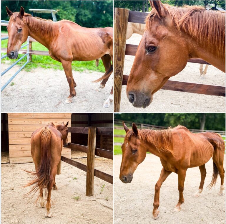 chestnut_rescue_horse_arrives_thin_due_to_lack_of_dental_care