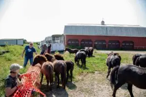 Hahs_rescues_59_ponies_from_hoarding_situation