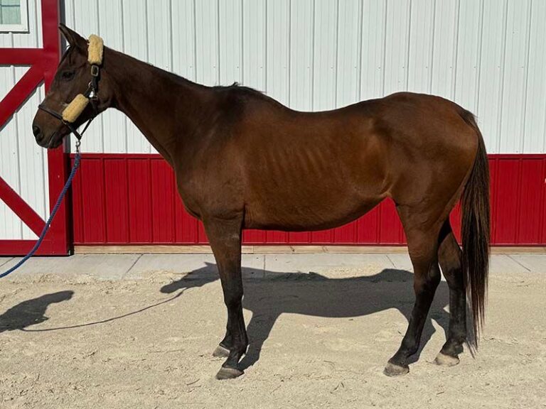 Ceecee_twenty_seven_years_old_friendly_thoroughbred_located_in_woodstock_illinois