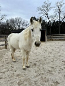 The image depicts a white grade mare standing in her pasture.