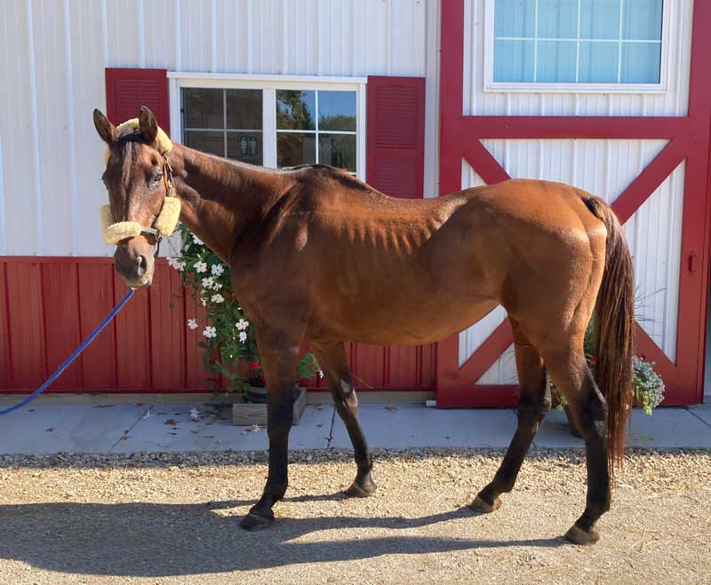 CeeCee_thoroughbred_mare_twenty_six_years_old_bay_adoptable_horse