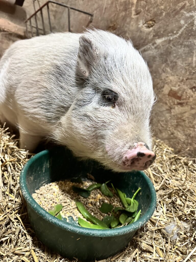 Image depicts a male Juliana pig eating fresh veggies in his pen.