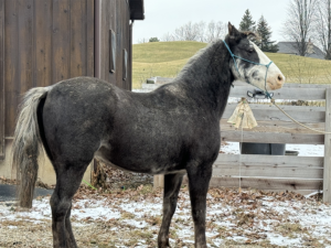 Buck_twenty_nine_year_old_registered_tennessee_walking_horse_located_in_woodstock_illinois_available_for_adoption