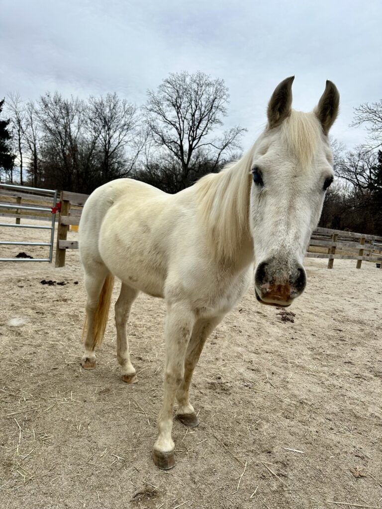 The image depicts a grey Arabian mare standing in her pasture.