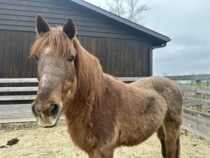 Image depicts a chestnut gelding.