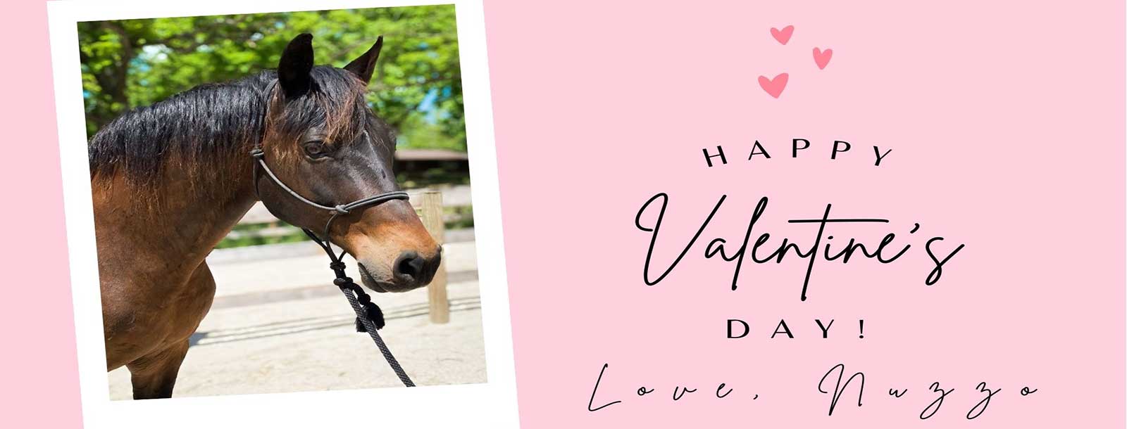 photo_depicts_adoptable_horse_on_valentines_card