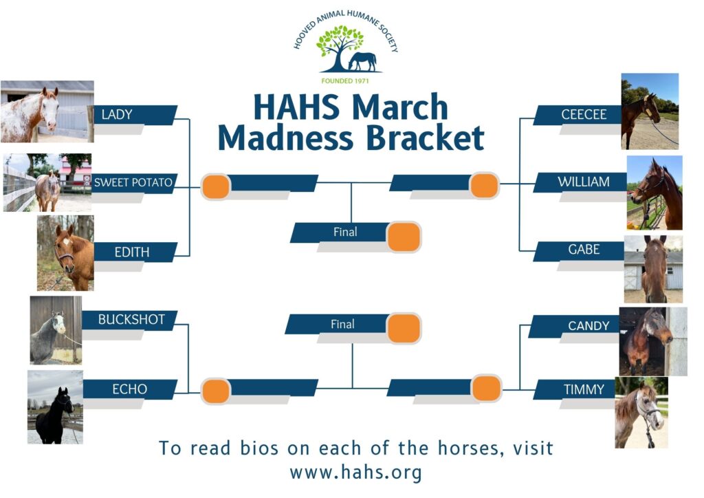 Image depicts a rescue's March Madness bracket featuring different horses.